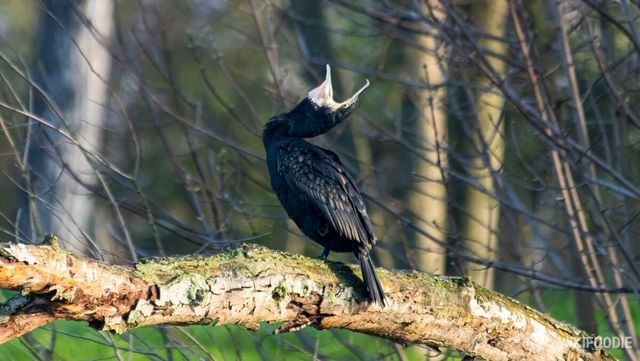 최근 민물가마우지로 인한 피해가 속출하고 있다. / Colombe Photographie-shutterstock.com
