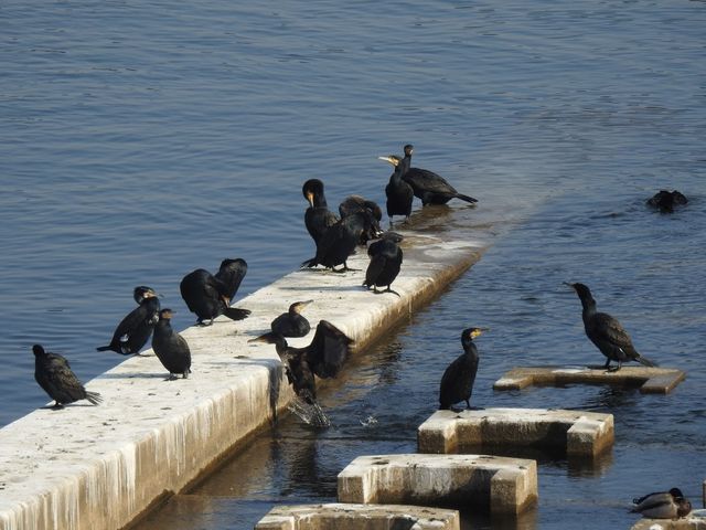 민물가마우지 자료사진. / 국립생물자원관