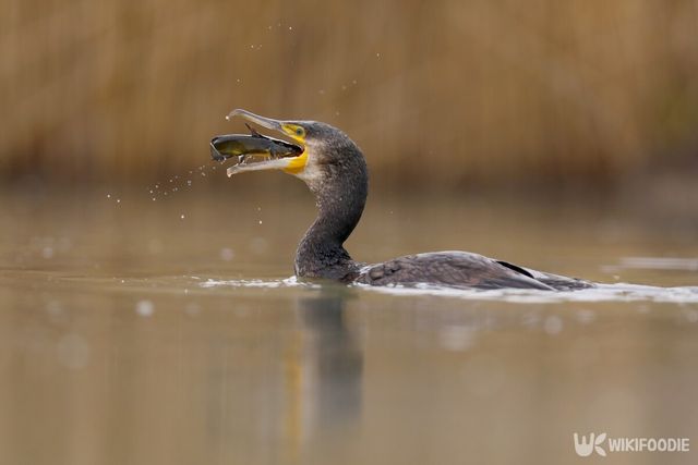 민물가마우지 한 마리는 하루 평균 1kg의 물고기를 먹는다. / David Kalosson-shutterstock.com