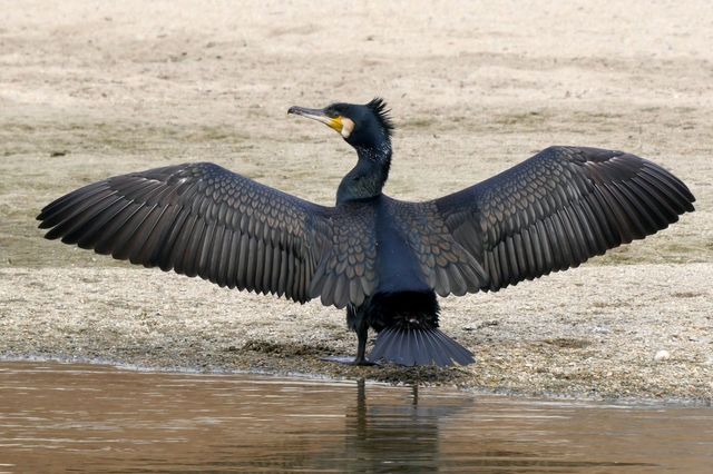 민물가마우지 자료사진. / 국립생물자원관