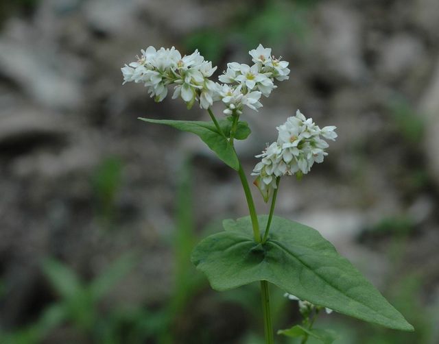 메밀 자료사진. / 국립생물자원관