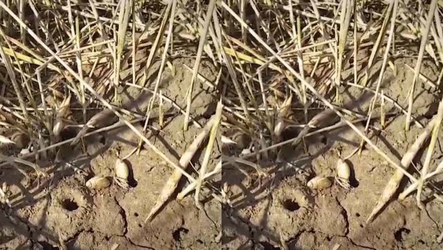 기사 이해를 돕기 위한 자료 사진 / 국립생물자원관