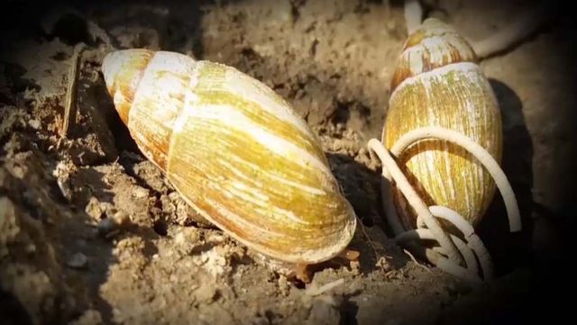 기사 이해를 돕기 위한 자료 사진 / 국립생물자원관