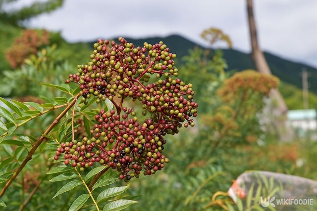 산초 나무. 기사 이해를 돕기 위해 AI로 만든 이미지입니다. / 위키푸디