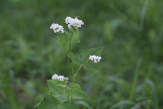메밀 자료사진. / 국립생물자원관