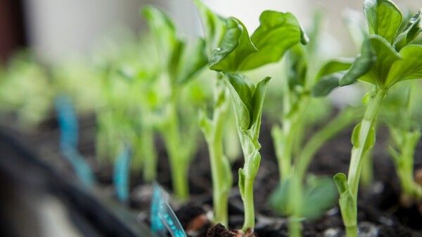 콩나물 재배 자료사진. / JoannaTkaczuk-shutterstock