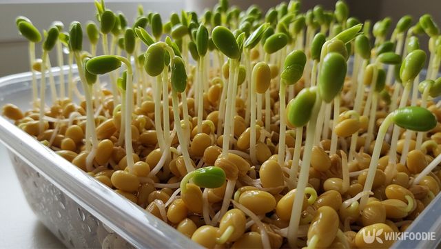 콩나물 자료사진. / 위키푸디