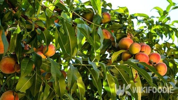 여름철에 재배되는 복숭아 자료사진. / Nazaruk Nazar-shutterstock.com