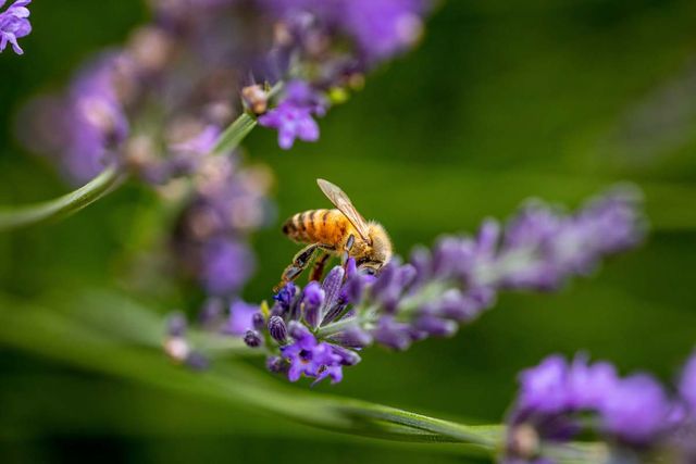 꽃 위에 앉아 있는 꿀벌 사진 / Hrach Hovhannisyan- shutterstock