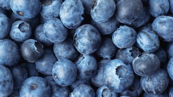 블루베리 자료사진. /&nbsp;Hekla-shutterstock.com