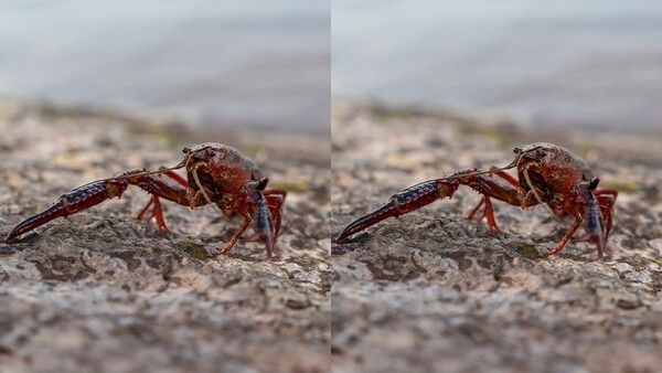미국 가재 자료사진. / 위키푸디