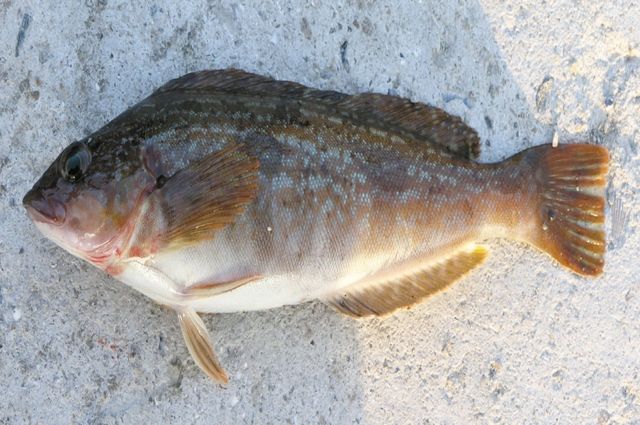 쥐노래미 자료사진. / 국립생물자원관