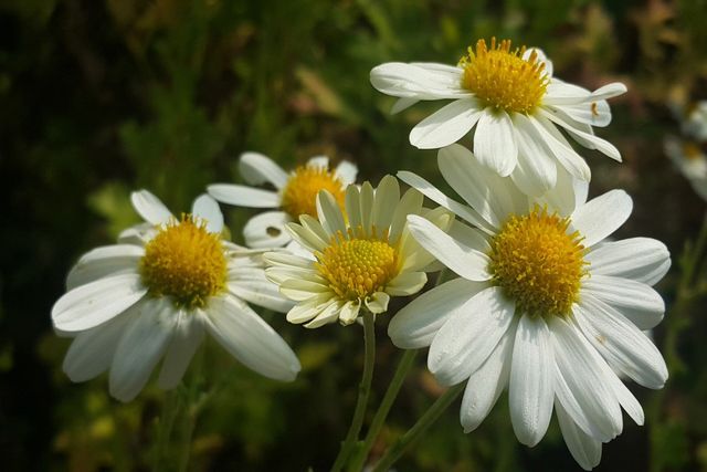 울릉국화 사진 / 울릉군