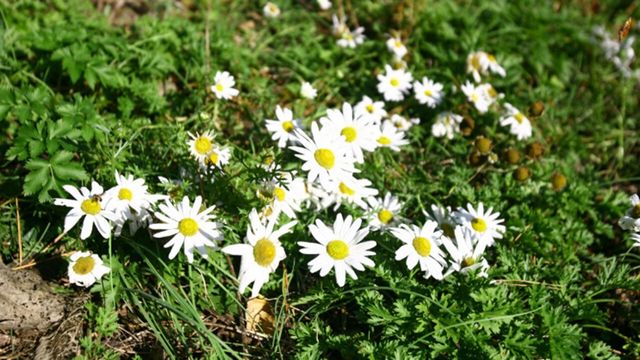 울릉국화 사진 /&nbsp;국립수목원 국가생물종지식정보 : 식물