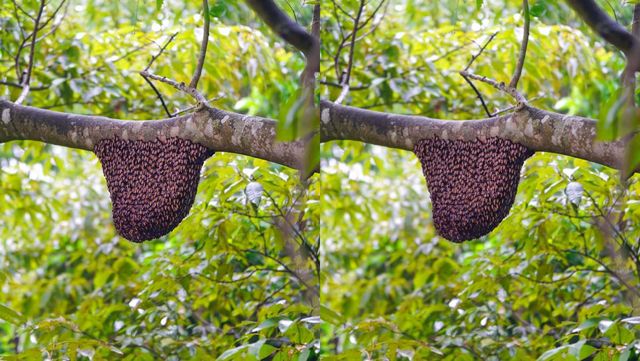 나무에 벌집을 만들고 있는 꿀벌들 / Chitro Stock- shutterstock
