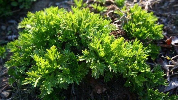 울릉국화 사진 /&nbsp;국립수목원 국가생물종지식정보 : 식물