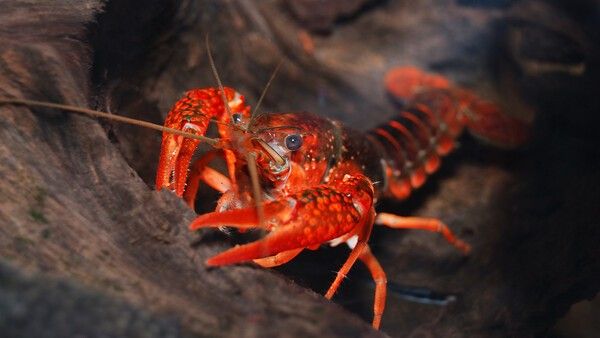 기사 이해를 돕기 위한 미국 가재 자료 사진 / Alex Stemmer- shutterstock