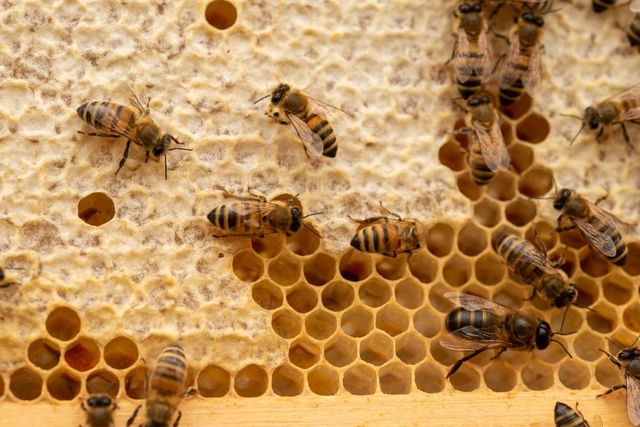 기사 이해를 돕기 위한 꿀벌 자료 사진 / David Land- shutterstock
