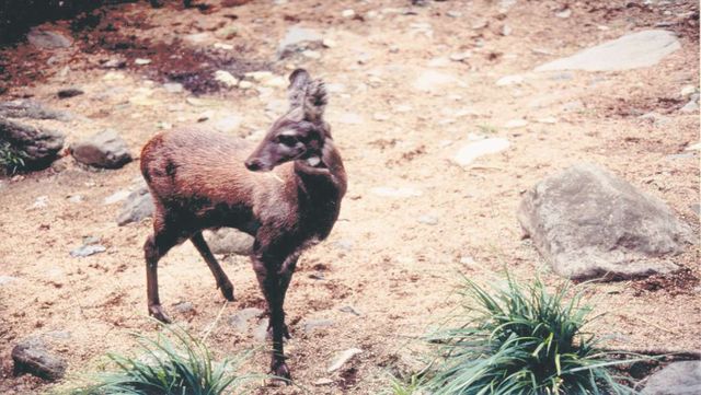 카메라에 찍힌 산 속 사향노루 사진 / 국립생물자원관
