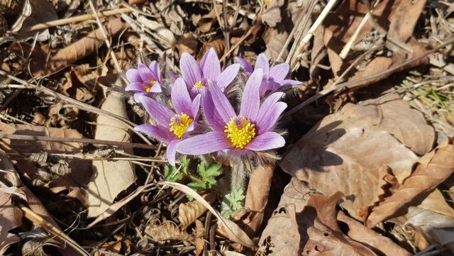 강원도 동강에 피어난 동강할미꽃 / 국립생물자원관