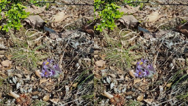 강원도 동강에 피어난 동강할미꽃 / 국립생물자원관