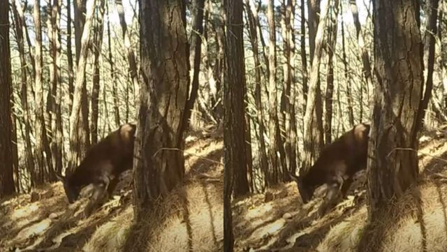 기사 이해를 돕기 위한 사향노루 자료 사진 / SBS 유튜브