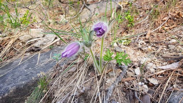 강원도 동강에 피어난 동강할미꽃 / 국립생물자원관