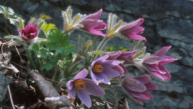 강원도 동강에 피어난 동강할미꽃 / 국립생물자원관