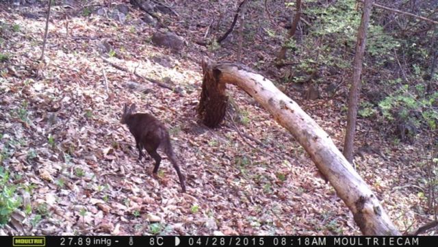 카메라에 포착된 사향노루 2마리 / 국립생물자원관