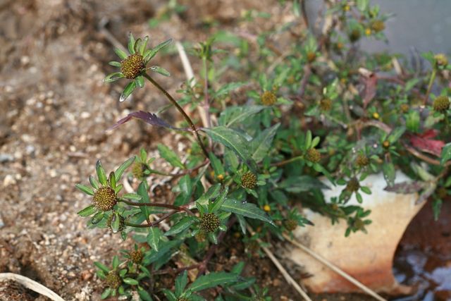 가막사리 자료사진. / 국립생물자원관
