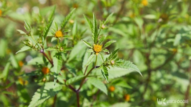 가막사리는 잡초로 분류되는 식물이지만 여름철 나물로도 먹을 수 있다. / krolya25-shutterstock.com