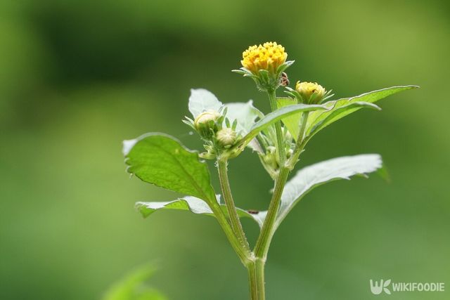 가막사리 자료사진. / Doikanoy-shutterstock.com