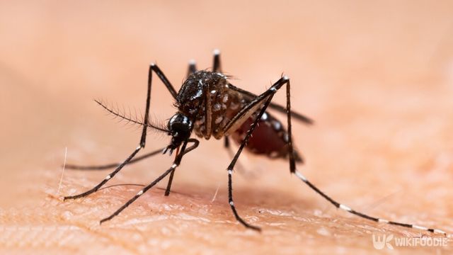 모기는 여름철이면 찾아 오는 불청객이다. / frank60-shutterstock.com