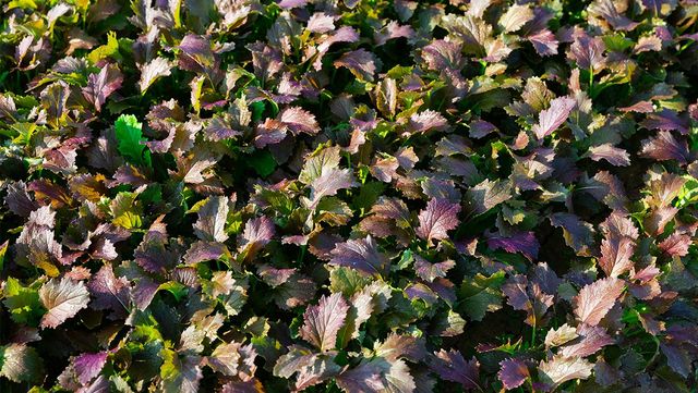 적겨자잎 재배 자료 사진. /&nbsp;BearFotos-shutterstock.com