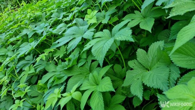환삼덩굴은 농민들의 골칫거리로 꼽히는 잡초다. / Binimin-shutterstock.com