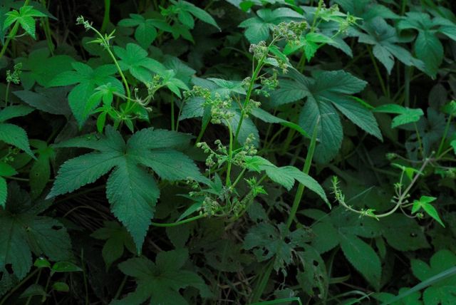 환삼덩굴 자료사진. / 국립생물자원관