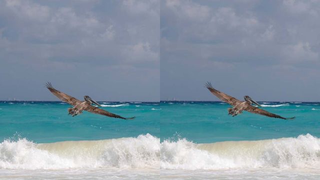 기사 이해를 돕기 위한 펠리컨 자료 사진 / BARBARA LOPEZ- shutterstock