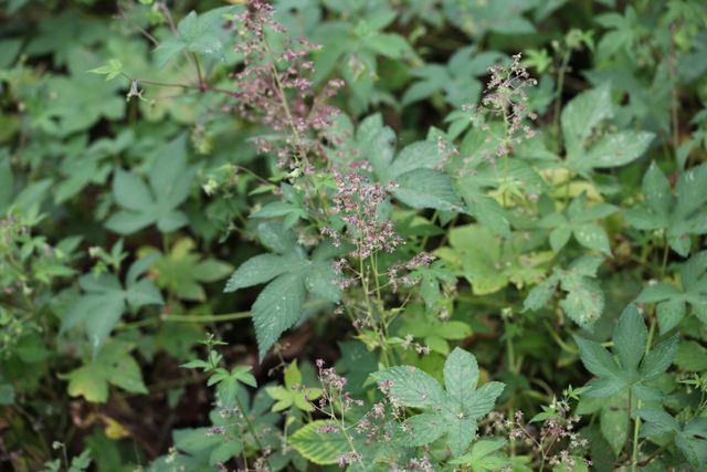 환삼덩굴 자료사진. / 국립생물자원관