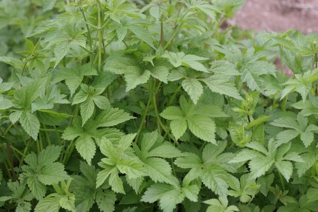 환삼덩굴 자료사진. / 국립생물자원관