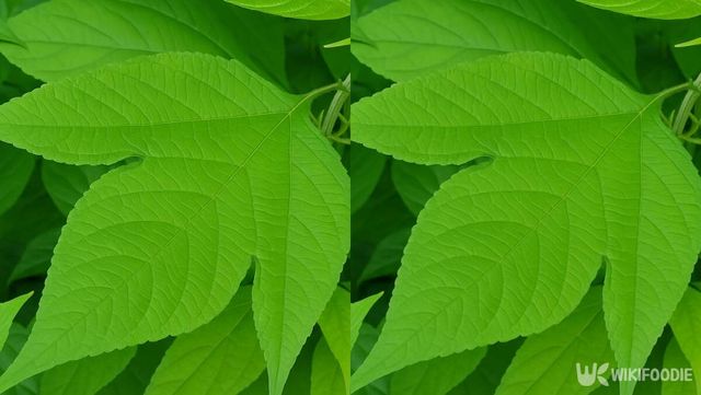 기사 이해를 돕기 위한 자료 사진 / 위키푸디