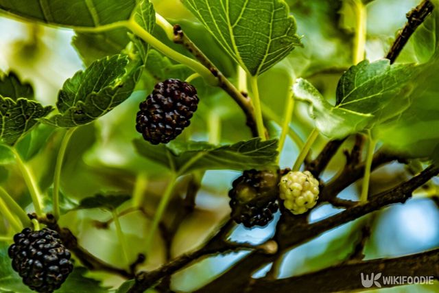 오디는 체력 회복에 좋은 과일이다. / Lucie1985-shutterstock.com