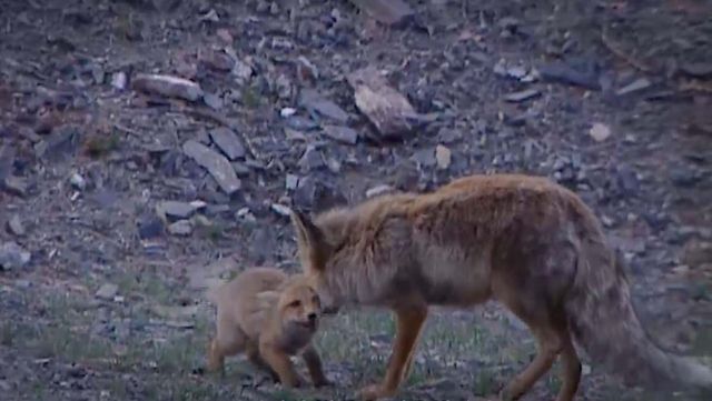 기사 이해를 돕기 위한 자료 사진 / 국립생물자원관