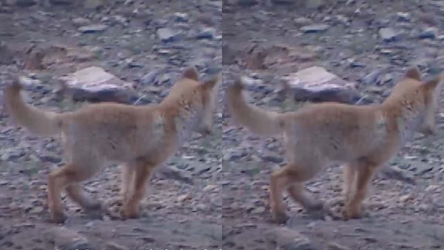 기사 이해를 돕기 위한 자료 사진 / 국립생물자원관