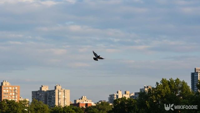 기사 이해를 돕기 위한 자료 사진 / 위키푸디
