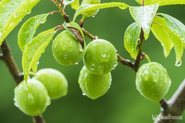 매실은 식중독 예방 효과가 있다. / Stock for you-shutterstock.com
