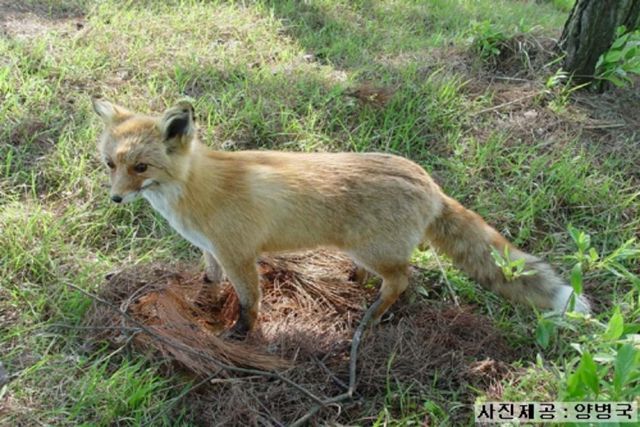 기사 이해를 돕기 위한 자료 사진 / 국립생물자원관