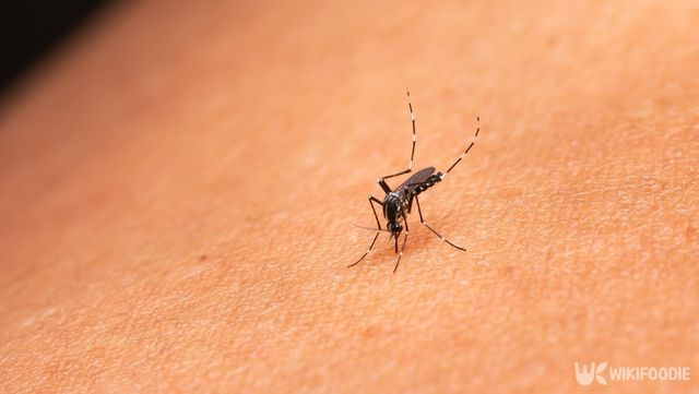 모기가 집중적으로 공격하는 사람은 그만한 이유가 있다. / Somyot Mali-ngam-shutterstock.com