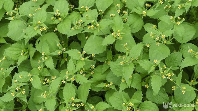 털별꽃아재비는 나물로 먹기 좋은 풀이다. / Stock for you-shutterstock.com