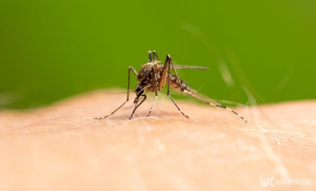 모기는 이산화탄소를 감지해 사람을 추적한다. / schankz-shutterstock.com