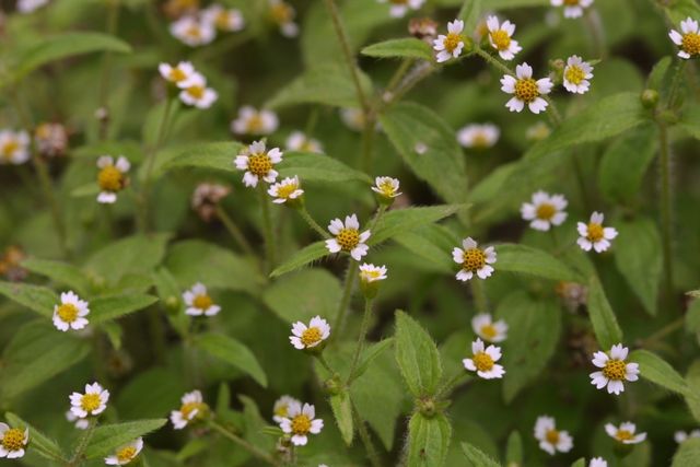 털별꽃아재비 자료사진. / 국립생물자원관